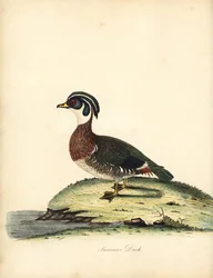 Brautente, Aix sponsa. Handkolorierte Kupferstichgravur einer Illustration von William Hayes aus Portraits of Rare and Curious Birds from the Menagery of Osterly Park