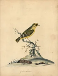 Gelbfink, Fringilla butyracea. Handkolorierte Kupferstichgravur einer Illustration von William Hayes aus Portraits of Rare and Curious Birds from the Menagery of Osterly Park