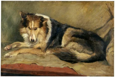 Collie-Hund
