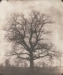 Eine Eiche im Winter, c.1892-93