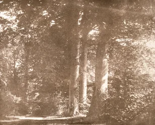 Buchenbäume, Lacock Abbey, um 1844