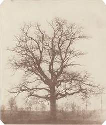 Eiche, Mitte der 1840er Jahre