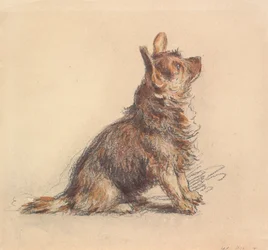 Ein sitzender Terrier, der nach rechts oben blickt