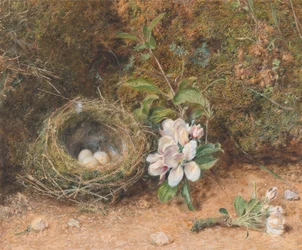 Vogelnest mit Apfelblütenzweigen