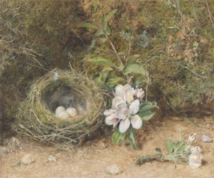 Vogelnest mit Apfelblütenzweigen, ca. 1845-50 (Körperfarbe und Aquarell mit Kreide und Gummi auf Papier)