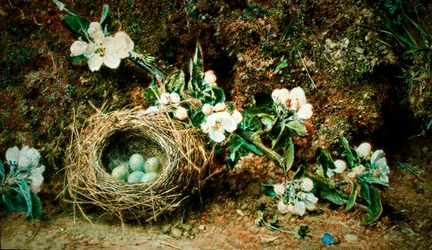 Vogelnest und Hundsrosen