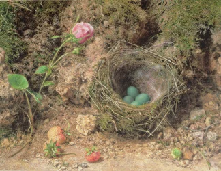 Stillleben mit Vogelnest