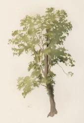 Bäume: Die Ulme (Farblithografie)