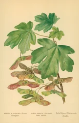 Feldahorn, Laub und Früchte