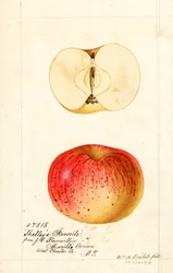 Shelleys Lieblingsäpfel (Malus domestica)