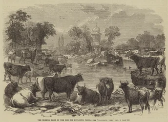 Die gehörnte Herde im Bois de Boulogne, Paris