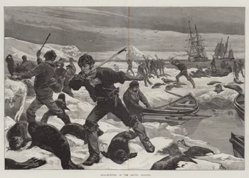 Robbenjagd in den arktischen Regionen