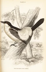 Schwarzrücken-Schneeballwürger, Dryoscopus cubla