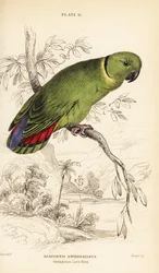 Schwarzkragen-Liebesvogel, Agapornis swindernianus