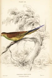 Wellensittich, Melopsittacus undulatus