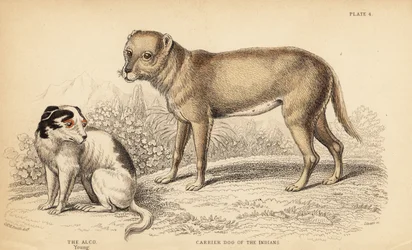 Trägerhund der Indianer oder der Techichi von Mexiko, Vorfahre des Chihuahua, Canis lupus familiaris, und ein junger Alco-Hund, Yzi-cuinte potzotli in Mexiko, Canis lupus familiaris