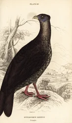 Schopffasan, Lophura ignita, Weibchen