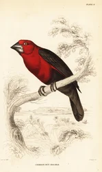 Purpurroter Samenkäcker, Pyrenestes sanguineus sanguineus (Purpurroter Nussknacker, Pirenestes sanguineus)
