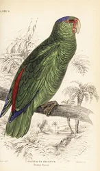 Festtagsamazone, Amazona festiva