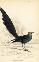 Langschwanz-Glanzstar, Lamprotornis caudatus
