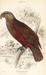 Neuseeland-Kaka, Nestor meridionalis