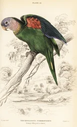 Orangeflügel-Amazone, Amazona amazonica