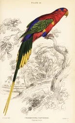 Papualori, Stellas Lori oder Mount-Goliath Lori, Charmosyna papou