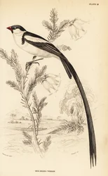 Dominikanerwitwe, Vidua macroura (Rotschnabelwitwe, Vidua erythrorhynchus)