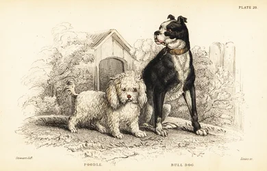 Pudel, Canis aquaticus, und Bulldogge, Canis anglicus