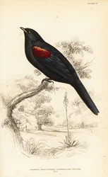 Rotflügel-Kuckucksshrike, Männchen, Campephaga phoenicea