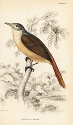 Rotschwanz-Blattbülbül oder Kletternder Blattbülbül, Phyllastrephus scandens