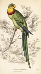 Prachtpapagei, Polytelis swainsonii