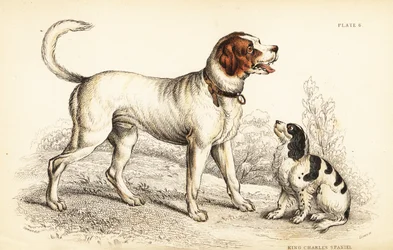 Der Alpen- oder Große Bernhardinerhund, Canis lupus familiaris, und King Charles Spaniel, Canis lupus familiaris