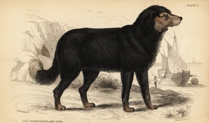 Neufundländer, Canis lupus familiaris