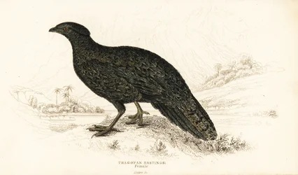 Westlicher Tragopan oder Westlicher Horntragopan, Weibchen, Tragopan melanocephalus