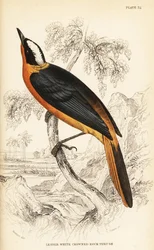 Weißscheitel-Rötel, Cossypha albicapilla (Kleine Weißscheitel-Steindrossel, Petrocincla albicapilla)
