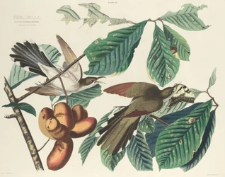 Gelbschnabelkuckuck, 1827