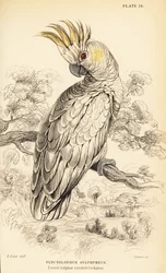 Gelbwangenkakadu, Cacatua sulphurea