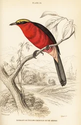 Gelbkrönchen-Gonolek oder Gemeiner Gonolek, Laniarius barbarus