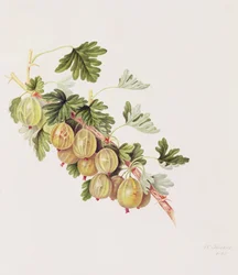 Grüne Stachelbeere, 1815