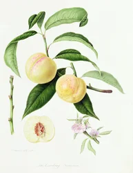 Der Conudray-Nektarine, 1820