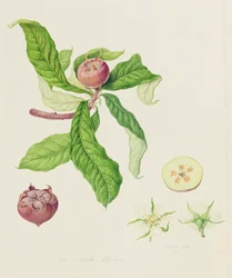 Die Niederländische Mispel, 1816