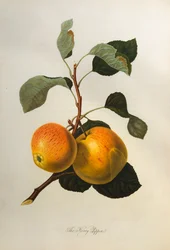 Der Kerry Pippin, aus "Pomona Londinensis"