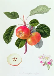 Der Trumpington Apfel