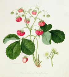 Wilmots Scharlachrote Erdbeere, 1820