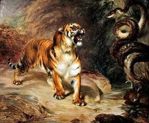Tiger und Python