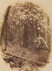 Unbetitelte Wälder im Schnee, 1859