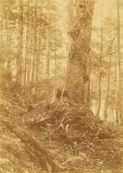 Ohne Titel, aus dem Portfolio Der Wald: Adirondack-Wälder