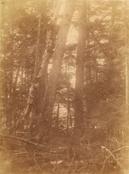 Ohne Titel, aus dem Portfolio Der Wald: Adirondack-Wälder