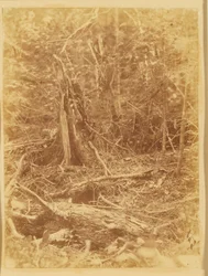 Ohne Titel, aus dem Portfolio Der Wald: Adirondack-Wälder